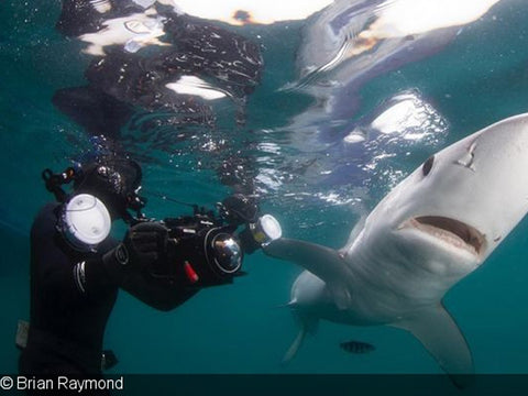 Making Waves in Shark Research & Photography