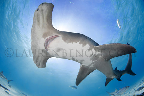 hammerhead shark photography